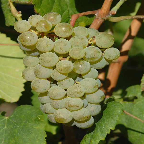 Alvarinho