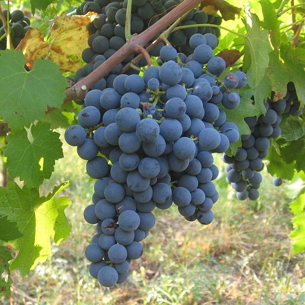 Carménère