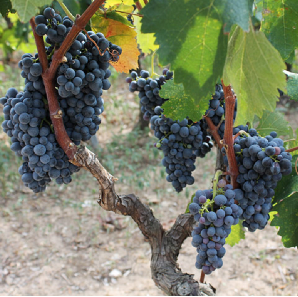 Malvasia Nera